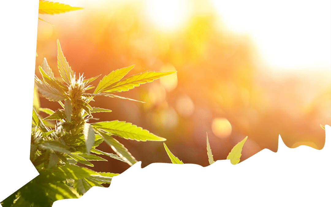 The Dos and Don’ts of Advertising Cannabis Dispensaries in Connecticut: A Comprehensive Guide
